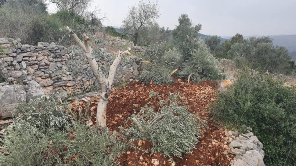 اقتلع مستوطنون، الثلاثاء 27 جانفي، 500 شجرة، في خربة واد الرخيم ببلدة يطا جنوبيّ محافظة الخليل، واعتدوا على ممتلكات الفلسطينيين