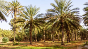 قبلي: رفض مطلب إخلاء واحات جمنة وتحديد جلسة جديدة للنظر في تعيين خبراء