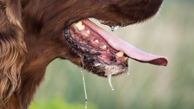 القصرين: مندوبية الفلاحة تحذّر من داء الكلب عقب ارتفاع الإصابة به لدى المجترات