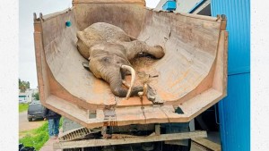 الفيلة ''بايبي''