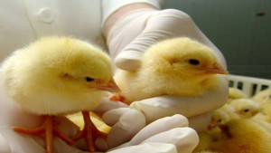 ولاية المهدية