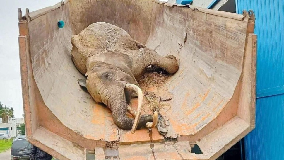 بلدية تونس تنفي فرضية الإهمال في نفوق فيلة البلفيدير «بايبي» وتنتظر نتائج التشريح