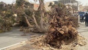 قبلي : الرياح القوية تتسبب في سقوط أشجار