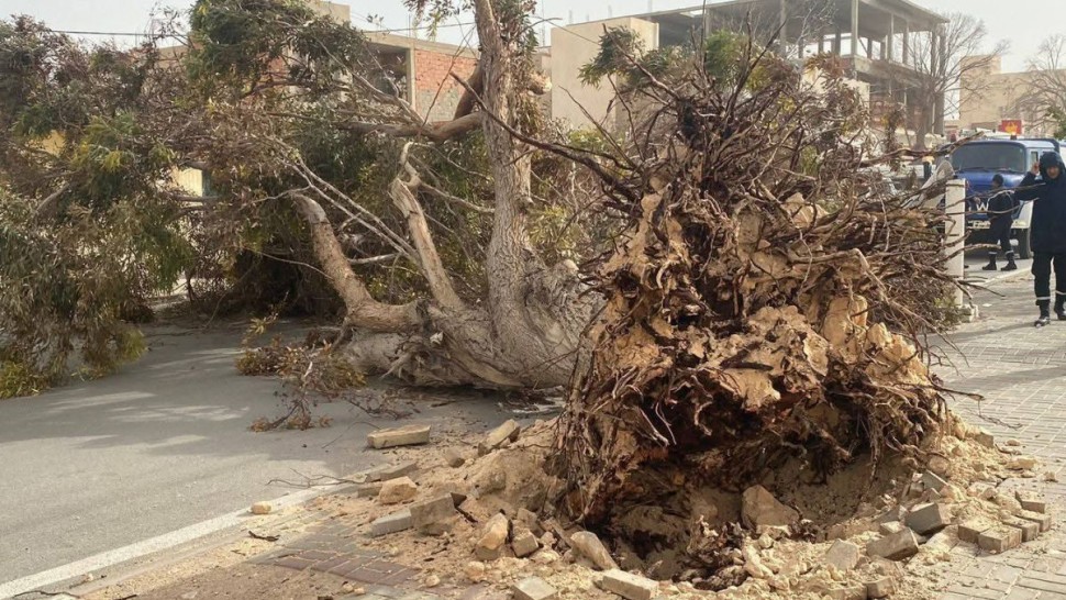 قبلي : الرياح القوية تتسبب في سقوط أشجار