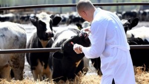 اليوم: انطلاق الحملة الوطنية لتلقيح القطيع بكامل ولايات الجمهورية