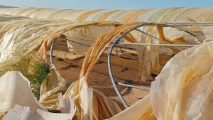 قبلي: تضرر 80 بالمائة من البيوت المحمية نتيجة الرياح