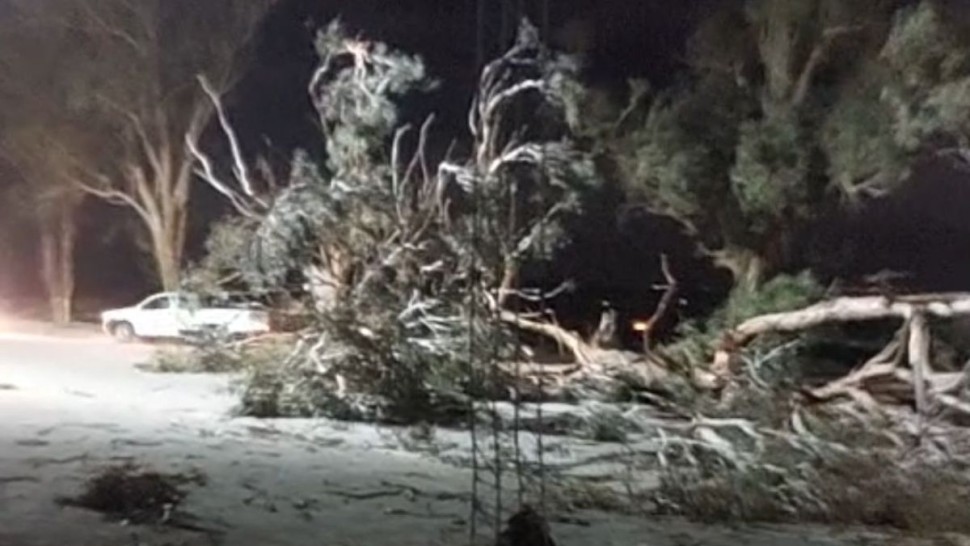 القيروان: الرياح القوية تتسبب في سقوط أشجار وانقطاع الكهرباء بعدد من المناطق