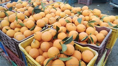 اتحاد الفلاحة ببني خلاد: أضرار تفوق 25 بالمائة بمحاصيل القوارص