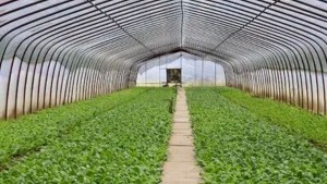 قبلي: نحو احداث محطة لدعم الزراعات الجيوحرارية بكلفة 3 ملايين دينار