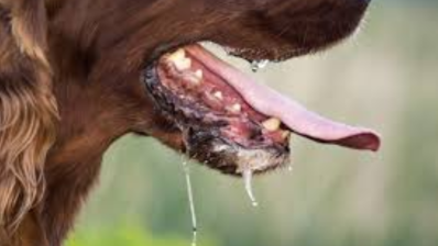 القصرين: تحذير صحي بعد تزايد إصابات داء الكلب الحيواني