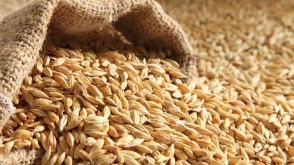 تونس تطرح مناقصة دولية لشراء 50 ألف طن من علف الشعير