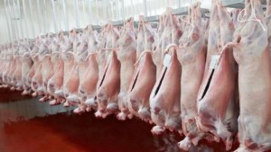 رئيس غرفة القصّابين: أسعار لحم 'العلوش' مرشّحة لتجاوز 70 دينارا في رمضان