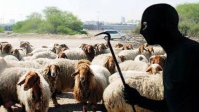 سرقة مواشي