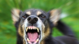 وزارة الداخلية: نعتمد مقاربة شاملة لمكافحة داء الكلب و الحدّ من انتشار الكلاب السائبة