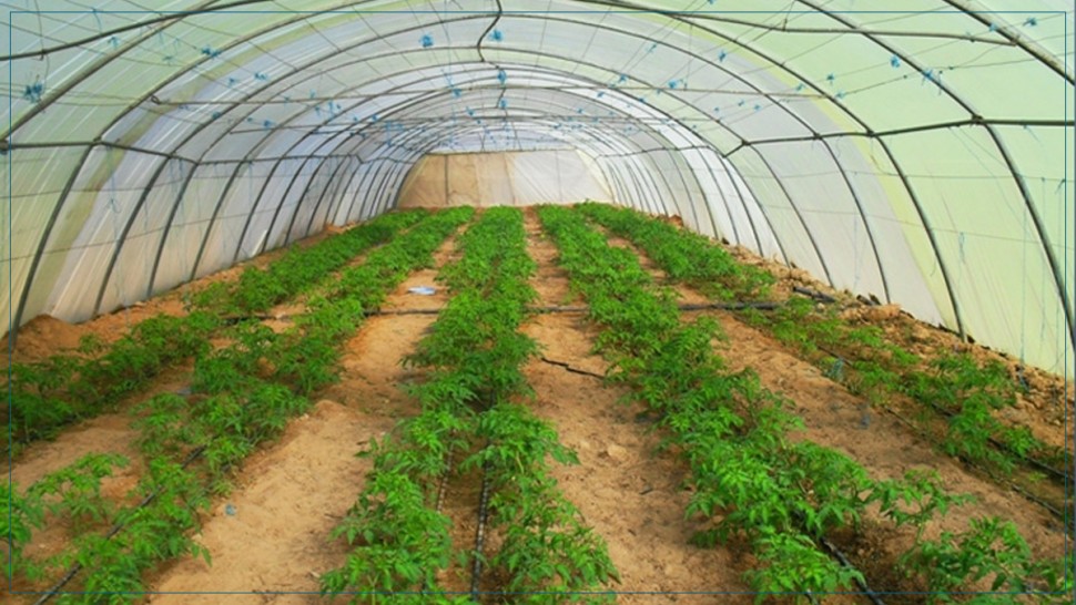 اتحاد الفلاحة ببني خلاد: قرار تسقيف أسعار المنتوجات الفلاحية لا يراعي مصلحة الفلاح