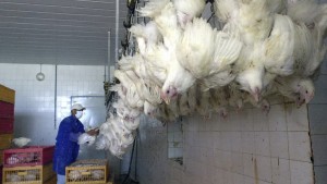 بيع الدواجن