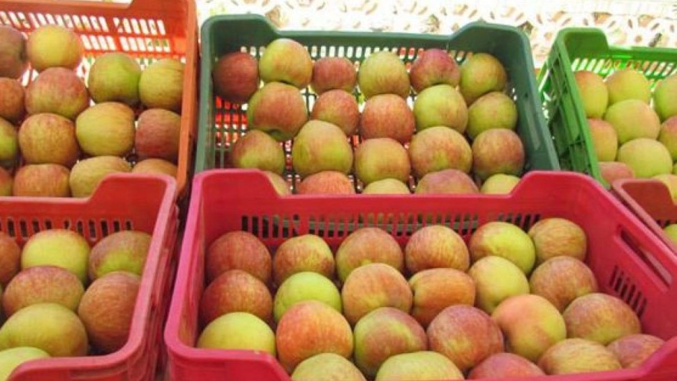 الأبحاث الاقتصادية: تسجيل "مغالطات" تتمثل في ترويج التفاح المحلي على أنه مورد من الخارج