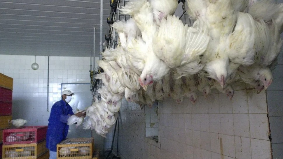 بيع الدواجن