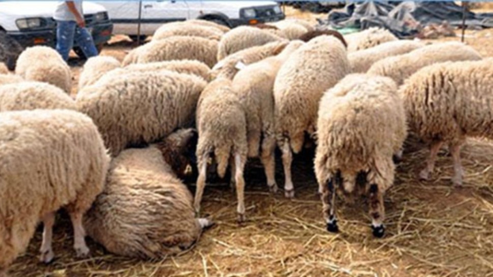 نحو توريد 20 ألف رأس من الضأن الحي و15 ألف رأس مبرّد لعيد الاضحى