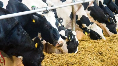 عميد البياطرة: 3500 إصابة سنويا بداء السل في تونس