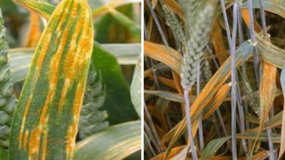 وزارة الفلاحة: رصد مرض الصدأ الأصفر ببعض مزارع القمح بالشمال