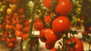 نابل: جامعة منتجي الطماطم تطالب بترفيع السعر المرجعي