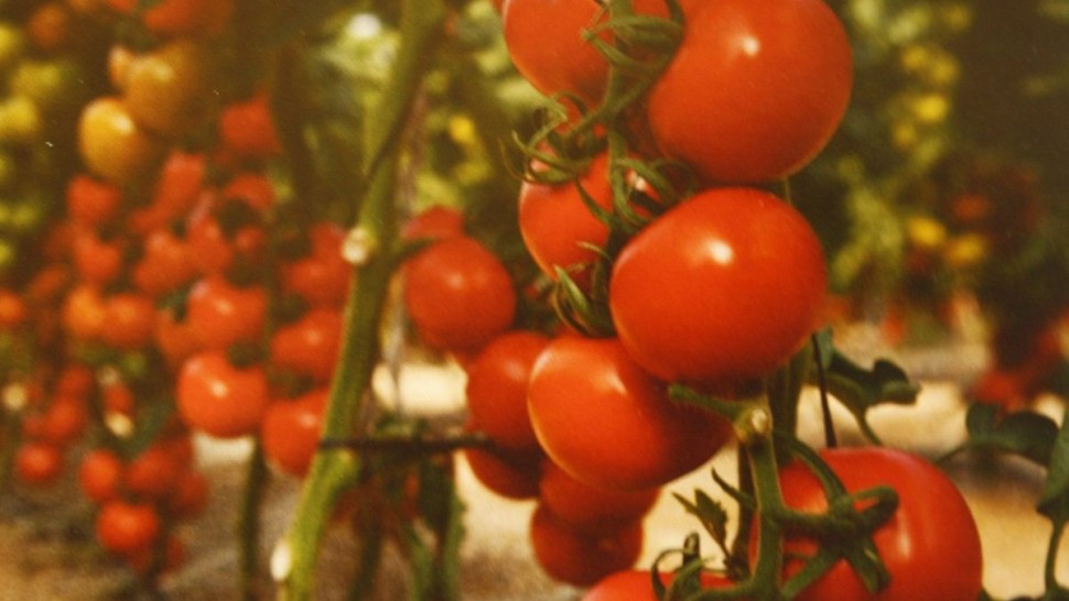 نابل: جامعة منتجي الطماطم تطالب بترفيع السعر المرجعي