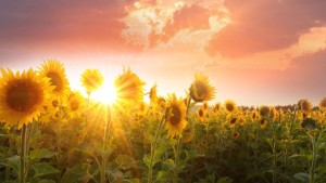 الجمعة 20 مارس :  بداية فصل الربيع لسنة 2026