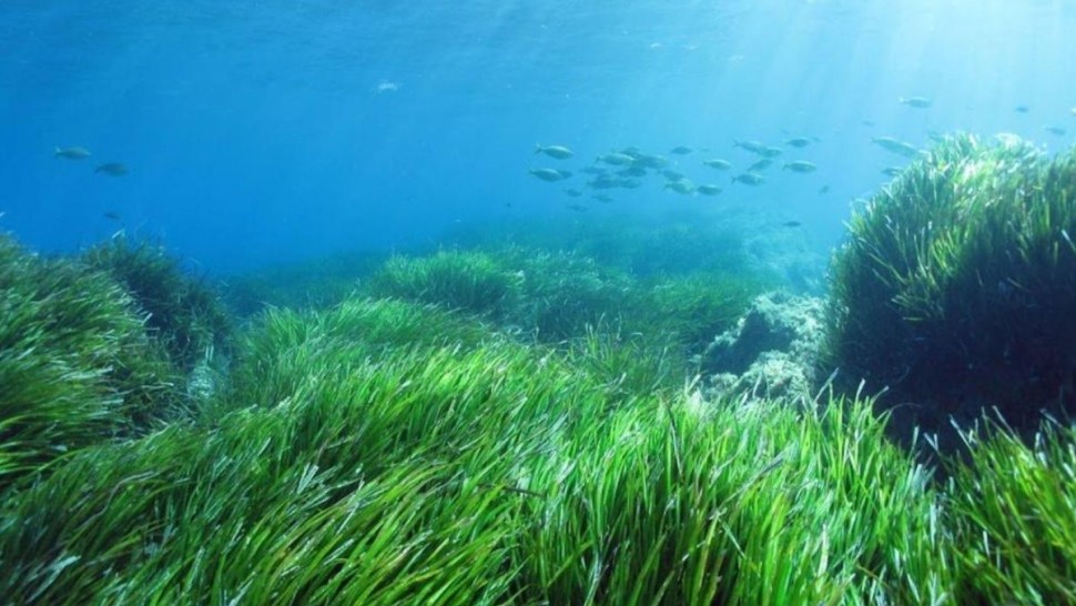 نحو إعداد خارطة طريق وطنية لحماية واستعادة معشبات البوسيدونيا في تونس