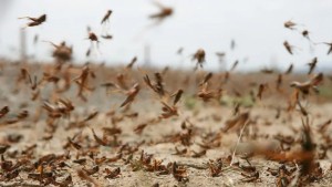 الجراد الصحراوي