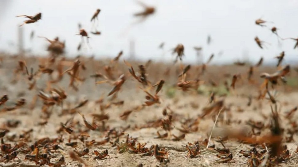 الجراد الصحراوي