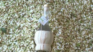 حرفيّة: سعر الزهر سيرتفع