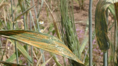 القيروان: تحذير لمزارعي الحبوب من مخاطر الأمراض الفطرية