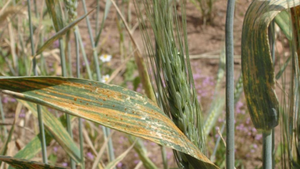 القيروان: تحذير لمزارعي الحبوب من مخاطر الأمراض الفطرية