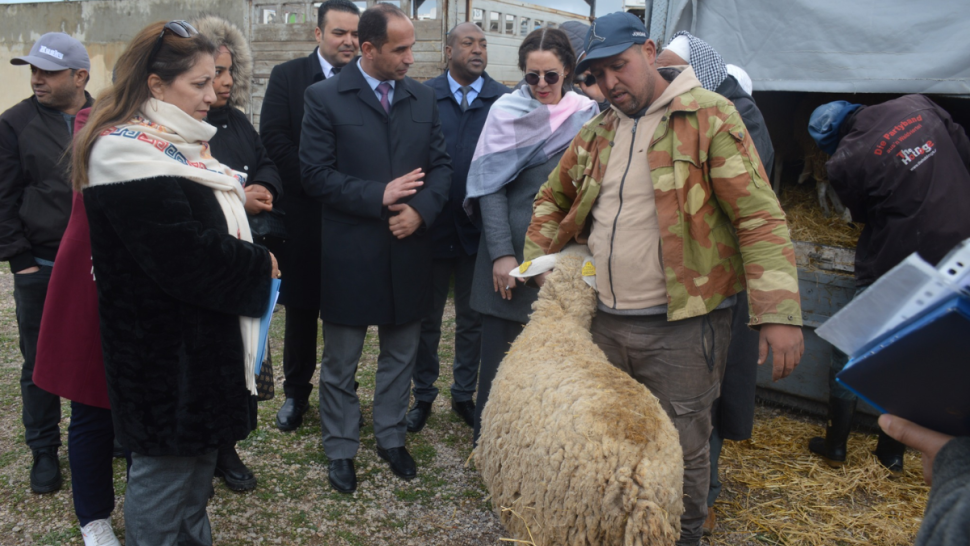 الكاف: توزيع 60 رأس غنم وماعز ضمن برنامج مشاريع التمكين الاقتصادي