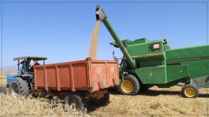 وزارة الفلاحة : يتم تحديد أسعار الحبوب عند الاستعداد للحصاد