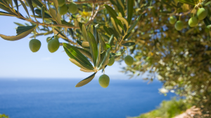 تونس الأولى عالميا في إنتاج الزيتون البيولوجي