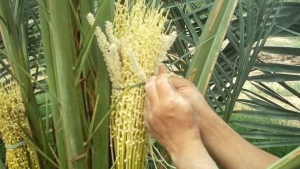 قبلي: انطلاق عملية تلقيح النخيل استعدادا للموسم الفلاحي القادم