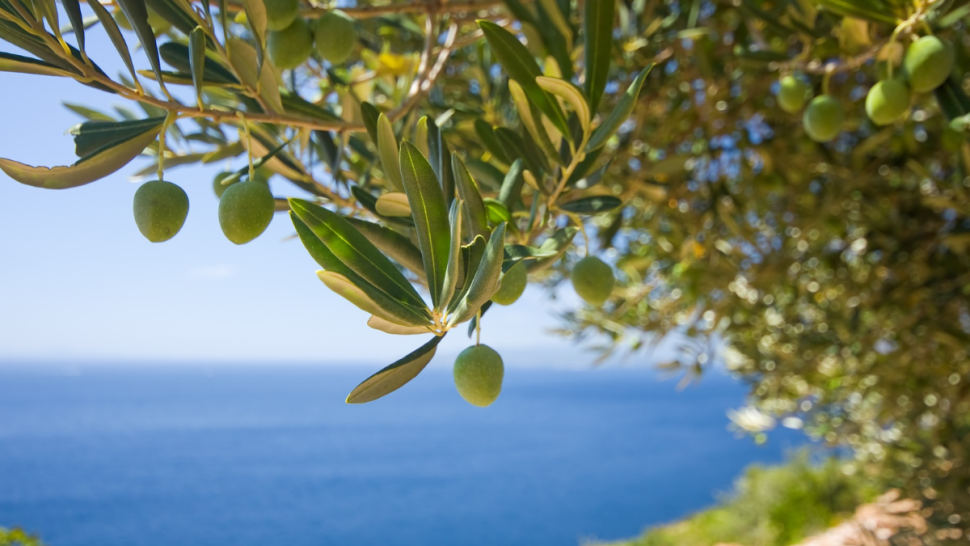 تونس الأولى عالميا في إنتاج الزيتون البيولوجي