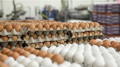 جمعية منتجي بيض الاستهلاك: تسجيل طفرة في انتاج البيض وانخفاض في الأسعار