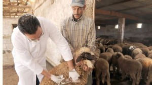 قبلي: تلقيح 40 بالمائة من الأغنام