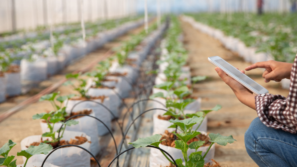 القيروان: الاعلان عن إقامة 5 حقول نموذجية بتقنيات ري حديثة وفعالة