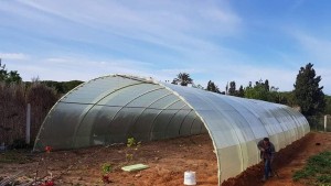 وزارة الفلاحة تدعو الفلاحين الى إحكام تثبيت البيوت المحمية وتأمين المواشي