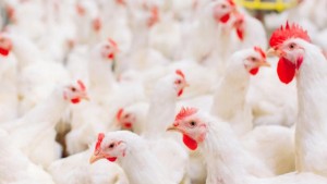 الجمعية التونسية للدواجن