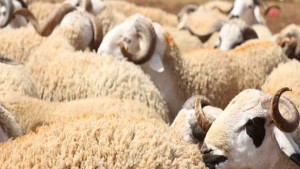 شركة اللحوم تعلن عن استشارة لتوفير 3000 أضحية لعيد الأضحى