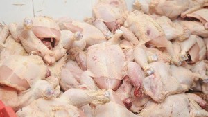 حجز 359 كلغ من لحوم الدواجن  داخل محل عشوائي بقفصة