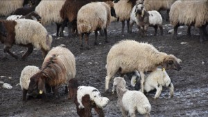 نقابة الفلاحين تدعو الى توريد اناث الأغنام المنتجة