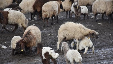 نقابة الفلاحين تدعو الى توريد اناث الأغنام المنتجة