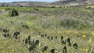 التين الشوكي