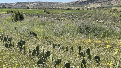 التين الشوكي